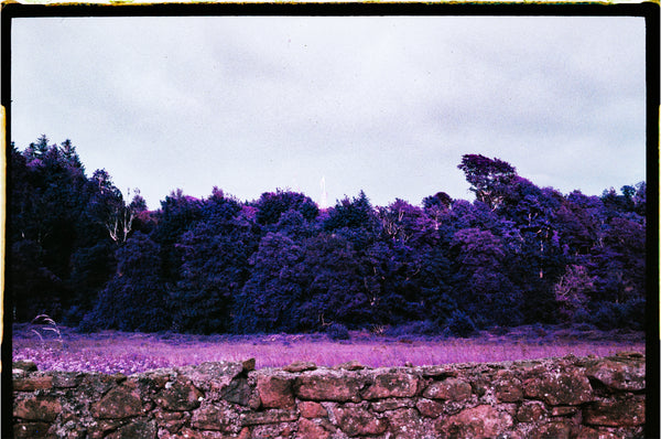 Lomography Lomochrome Purple XR 100-400