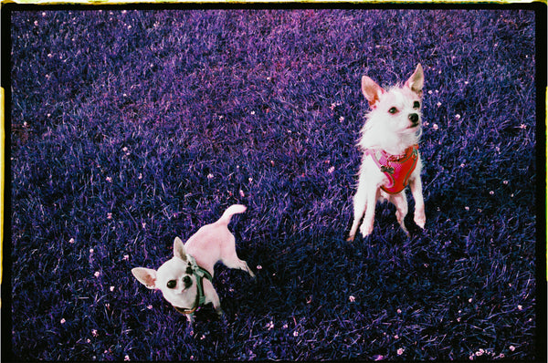 Lomography Lomochrome Purple XR 100-400