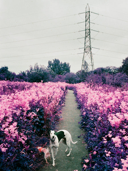 Lomography Lomochrome Purple XR 100-400