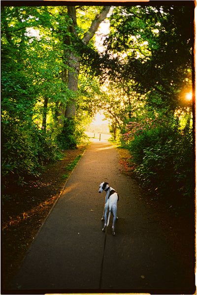 Kodak Eastman Ultramax 400