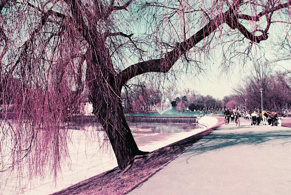 Lomography Lomochrome Purple XR 100-400