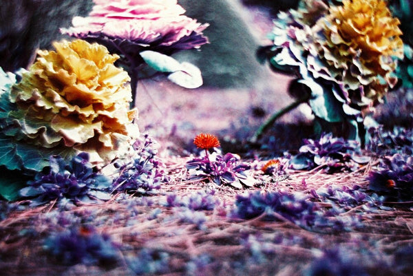 Lomography Lomochrome Purple XR 100-400